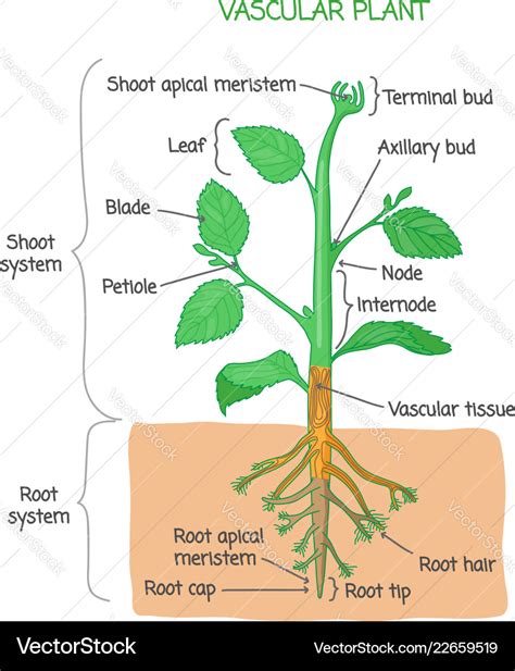 vascular plant意思|Plant